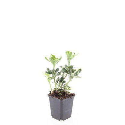 24x Pachysandra terminalis 'Variegata' - ↕10-25cm - Ø9cm - Pflanzfix24