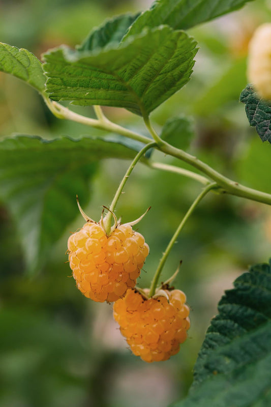 4x - Rubus 'Autumn' - ↨45cm - Ø13 - Pflanzfix24