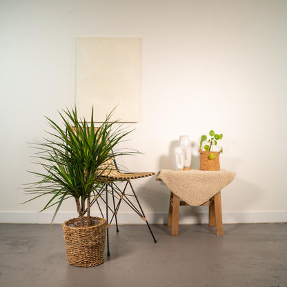 Dracaena Marginata - Ø17cm - ↕90cm bei Pflanzfix24.de - Pflanzfix24.de