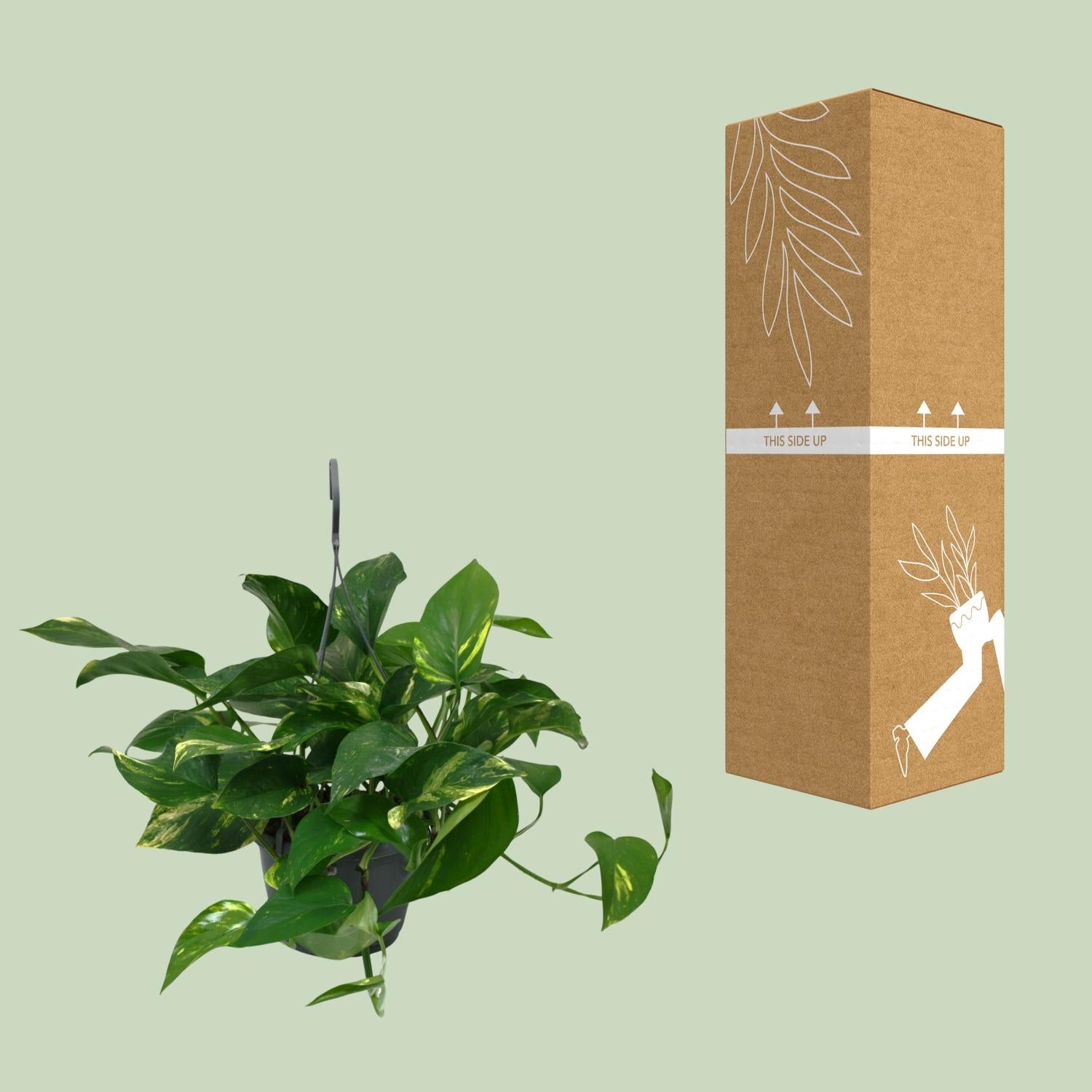 Scindapsus Epipremnum 45cm – Ø15cm Topf – Pflanzfix24.de - Pflanzfix24.de