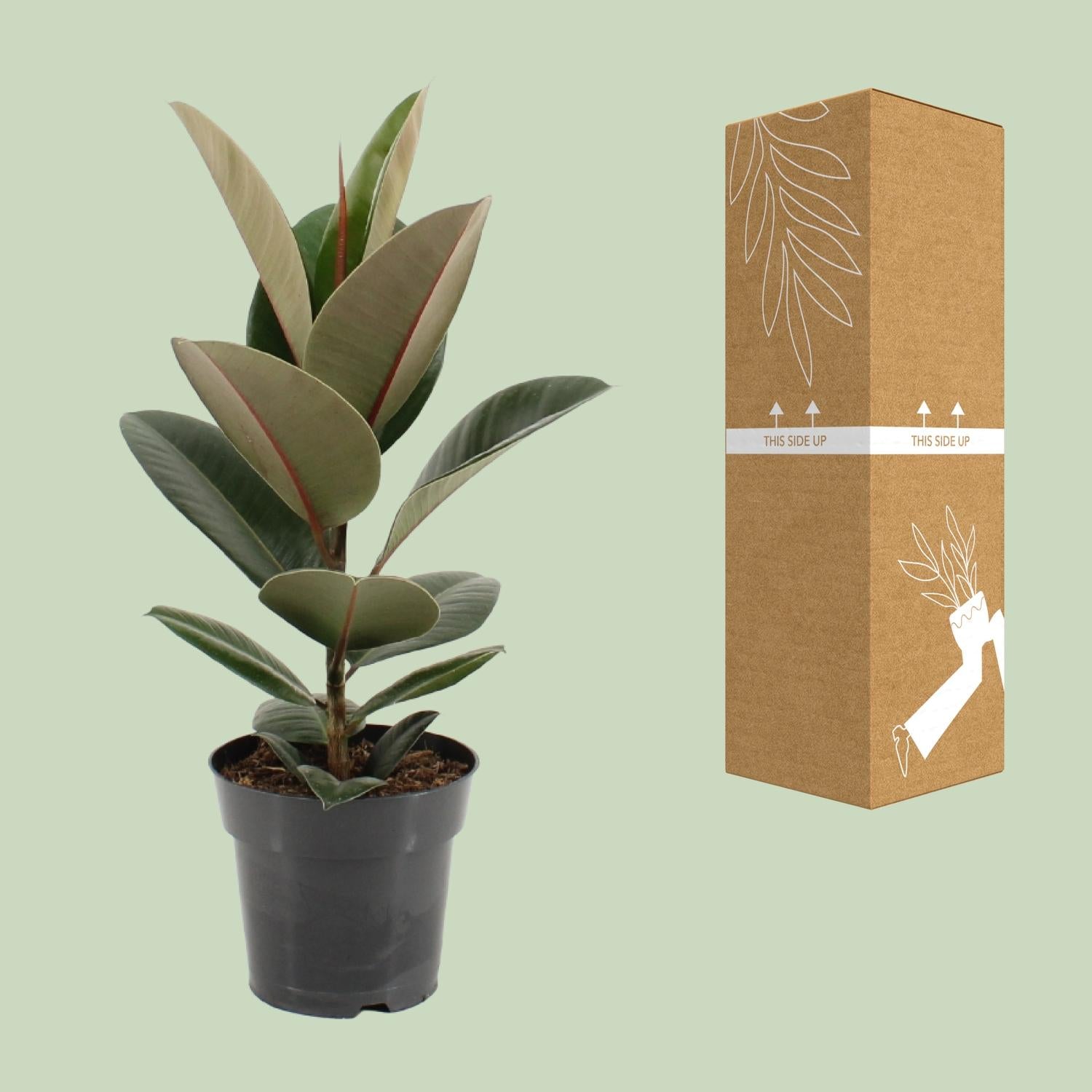 Ficus Elastica Robusta - Ø17cm - ↕55cm von Pflanzfix24.de - Pflanzfix24.de