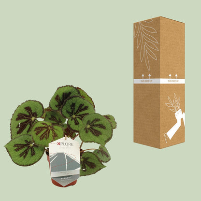 Begonia Masoniana Rock - Ø12 ↕30 von Pflanzfix24