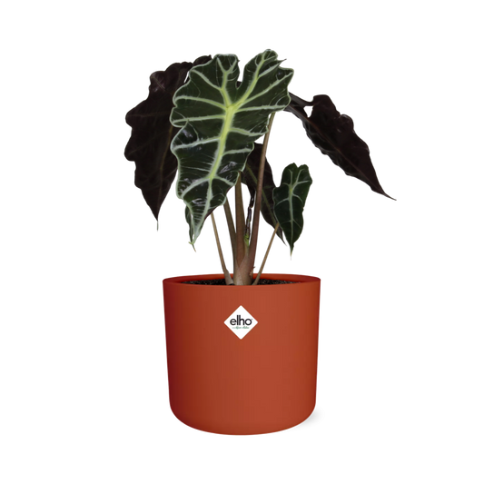 Alocasia ‘Polly’ in ELHO b.for soft rond 14cm brique - Pflanzfix24