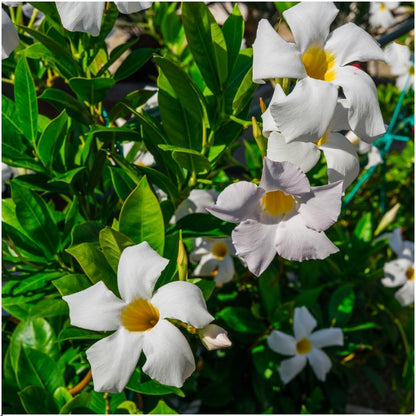 6 x Dipladenia white - Mandevilla white Ø12 cm - ↕25 cm bei Pflanzfix24