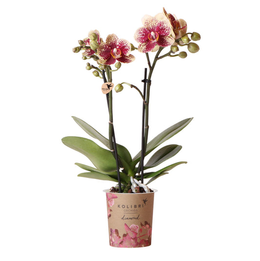 Phalaenopsis Orchidee Spanien Gelb-Rot Ø9cm – Pflanzfix24.de - Pflanzfix24.de