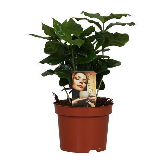 Coffea Arabica - Ø12cm - ↕25cm - Pflanzfix24.de - Pflanzfix24.de