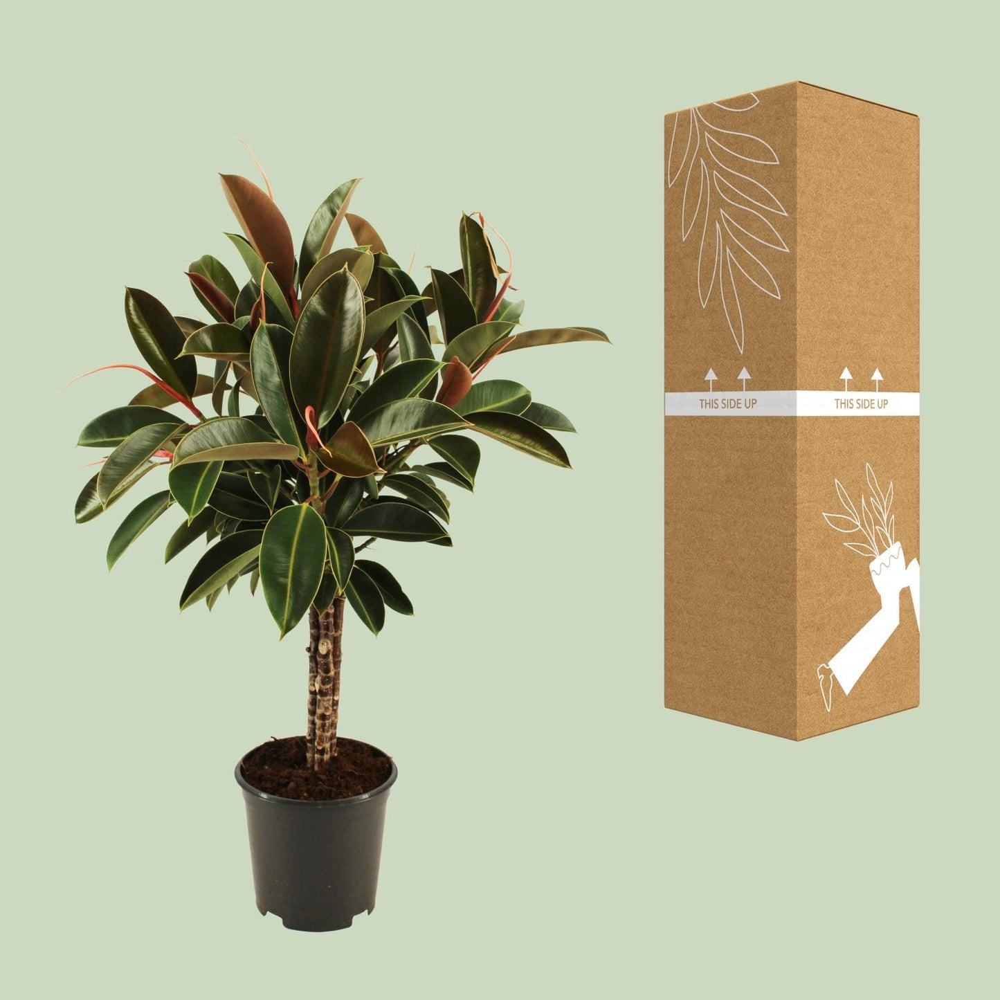 Ficus elastica Melany stam - Ø21cm - ↕90cm - Pflanzfix24