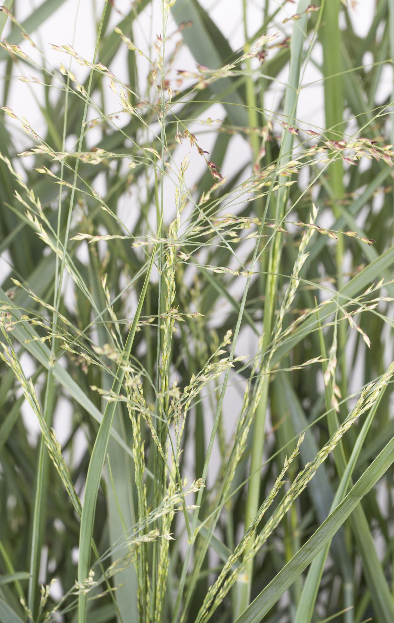 Panicum virgatum 'Prairie Sky' - Ø19cm - ↕50cm - Pflanzfix24