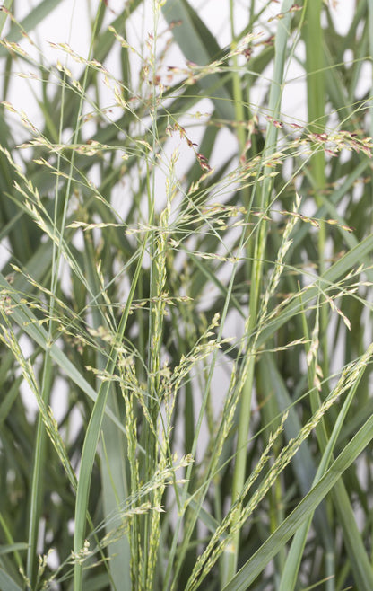 Panicum virgatum 'Prairie Sky' - Ø19cm - ↕50cm - Pflanzfix24
