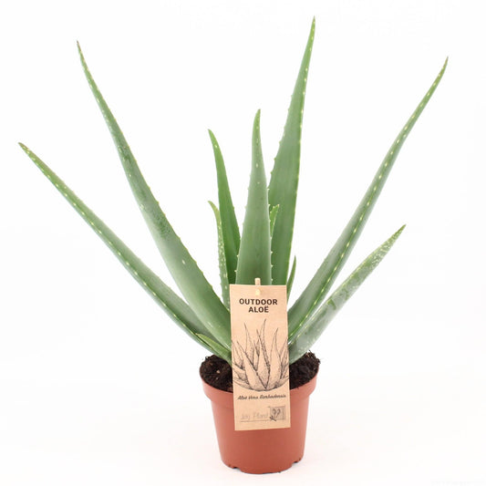 Aloe Vera P14 - Ø14cm - ↕45cm - Pflanzfix24.de - Pflanzfix24.de