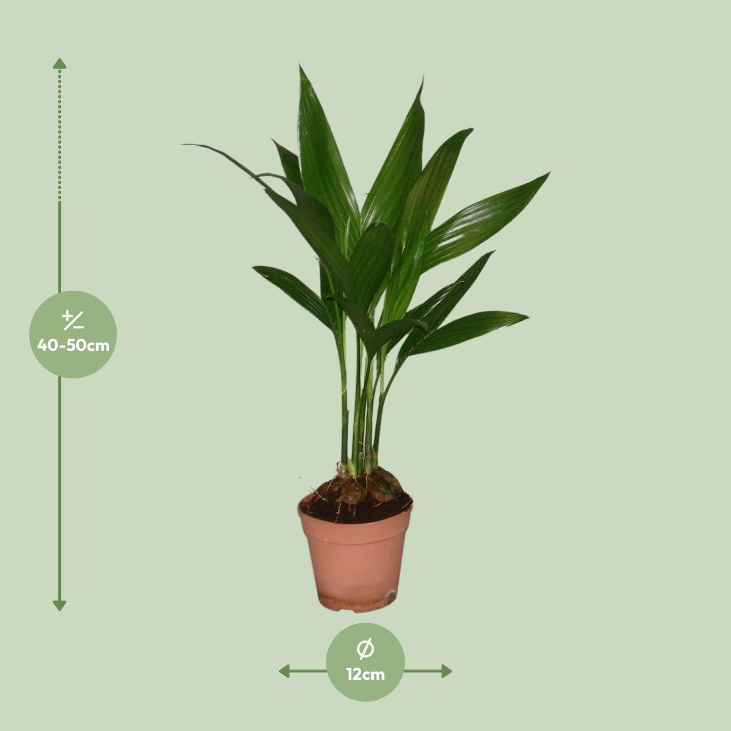 Areca Catechu - Ø12cm - ↕50cm - Pflanzfix24