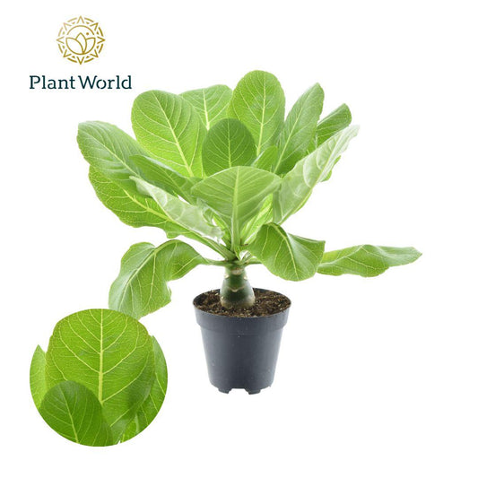 Brighamia Insignis 'Hawaii Palm' P12 - Pflanzfix24.de - Pflanzfix24.de