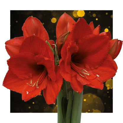 No Water Flowers® (wax amaryllis) | Waxz® Printz 'Wonderful XMAS' Mix (3 pack) + Red flower - Pflanzfix24
