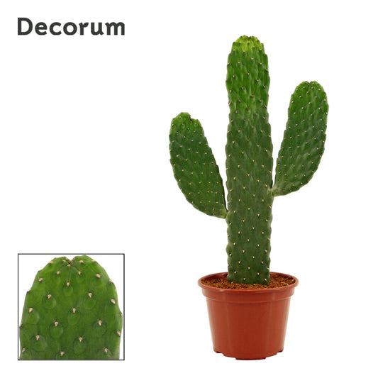Opuntia Consolea Rubescens 14 Cm (Decorum) - Pflanzfix24