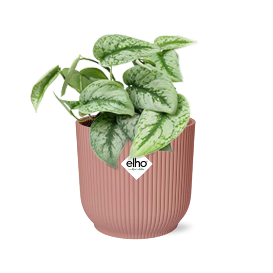 Scindapsus Pictus Trebie 14 cm ELHO Vibes roze | Pflanzfix24