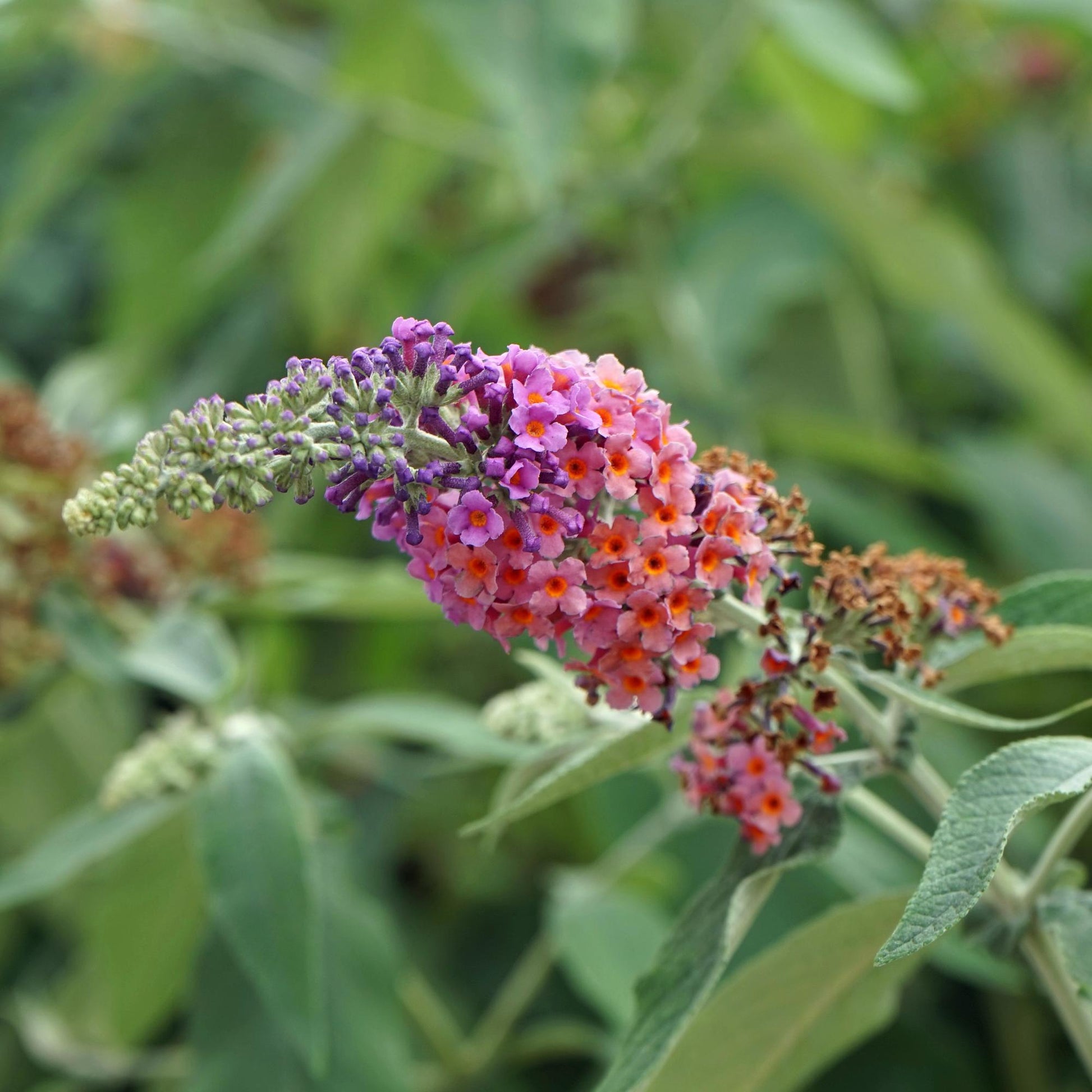 Pflanzfix24.de - Schmetterlingsstrauch - Buddleja davidii Flower Power - Blüte Orange Lila - 1 Pflanze - Laubabwerfend - Schmetterling anziehend - Topf 17cm Höhe 30cm - Pflanzfix24.de
