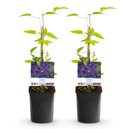 GreenboutiQ - Clematis The President - 2 Pflanzen - Pflanzfix24.de - Pflanzfix24.de