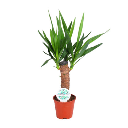 Yucca Elephantipes - Ø14cm - ↕60cm von Pflanzfix24