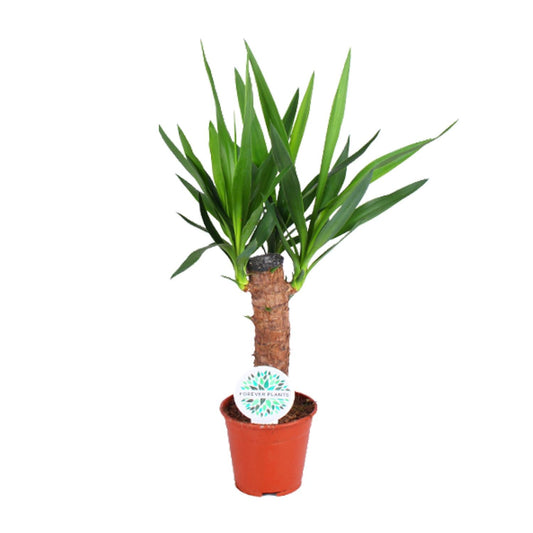 Yucca Elephantipes - Ø14cm - ↕60cm von Pflanzfix24