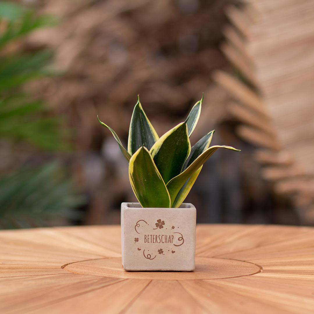 Congreet plantpots + Sansevieria | Beterschap - Pflanzfix24.de - Pflanzfix24.de