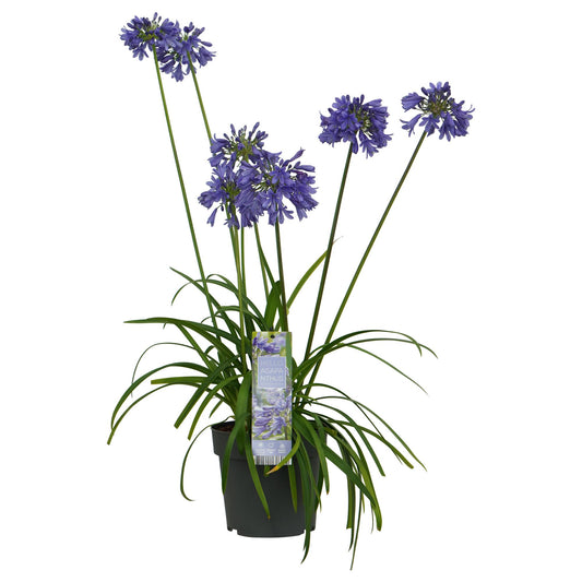 Agapanthus 'Ever Sapphire' - Pflanzfix24.de - Pflanzfix24.de