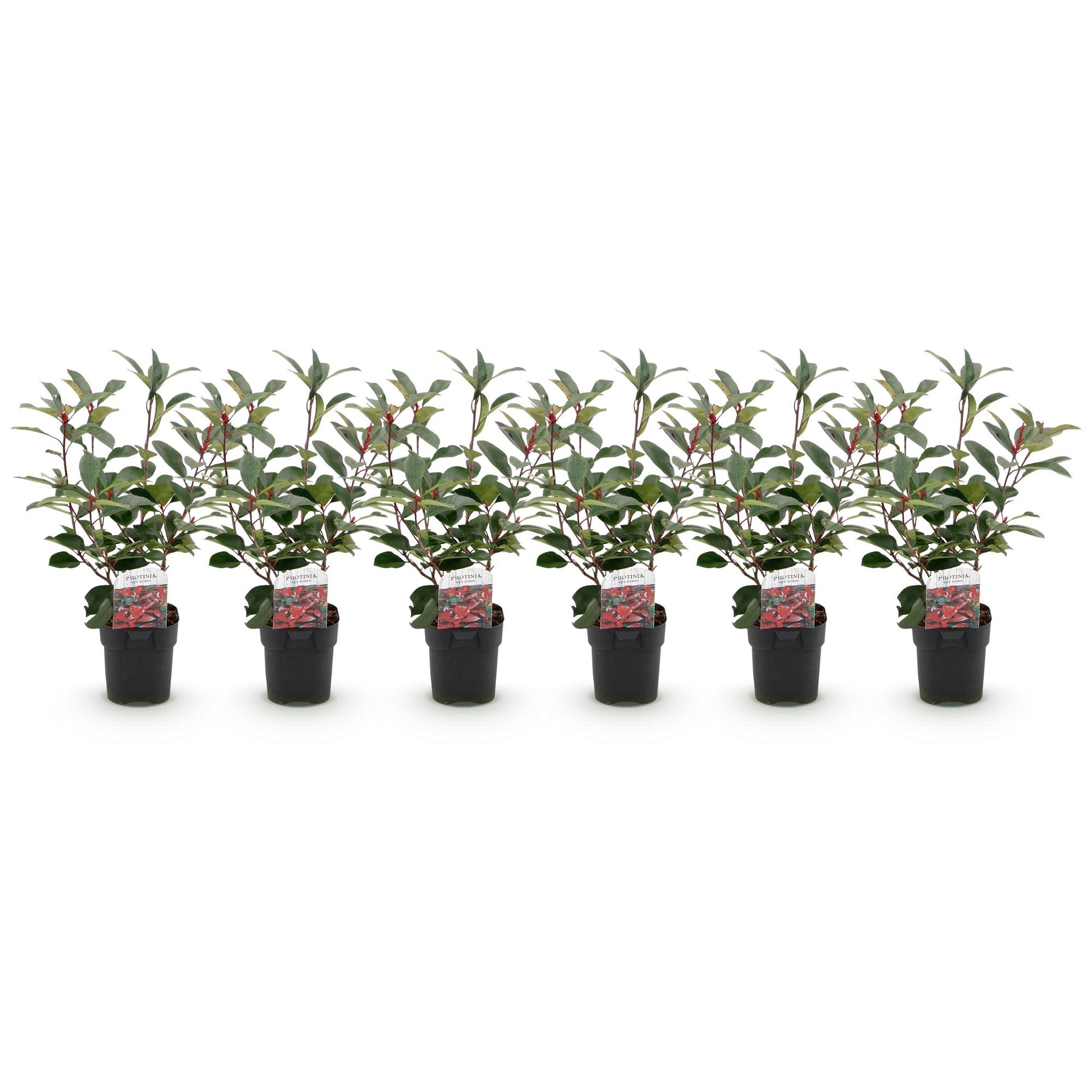 Photinia Red Robin – 6er-Set für 1 m Hecke – Immergrün, rotgrün, 50 cm – Pflanzfix24.de - Pflanzfix24.de