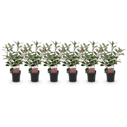 Photinia Red Robin – 6er-Set für 1 m Hecke – Immergrün, rotgrün, 50 cm – Pflanzfix24.de - Pflanzfix24.de