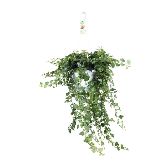 Hedera Wonder Green - Ø24cm - ↕70cm - Ø24 - ↨70cm - Pflanzfix24.de - Pflanzfix24.de