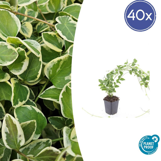 40x Vinca major 'Variegata' - ↕10-25cm - Ø9cm - Pflanzfix24.de - Pflanzfix24.de