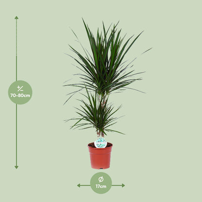 Dracaena Marginata - Ø17cm - pflanzfix24