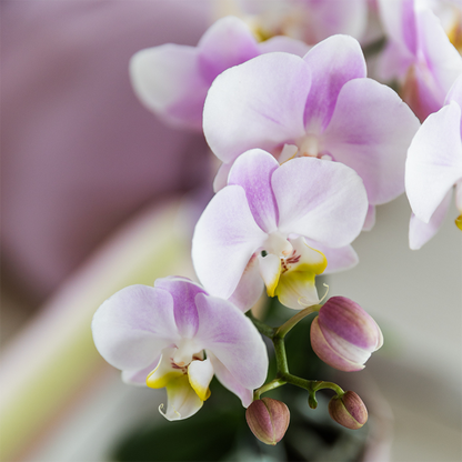 Kolibri Orchids Kombi-Angebot - Portugal - pflanzfix24