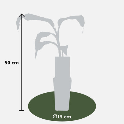 Musa Basjoo - Ø15cm - ↕50cm - Pflanzfix24