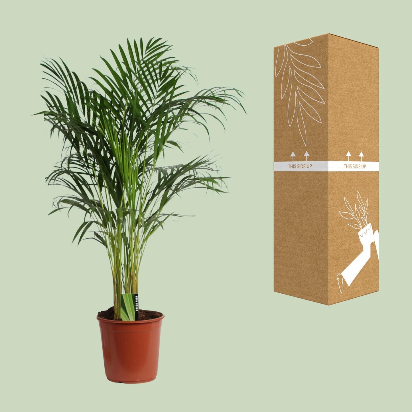 Dypsis Lutescens (Areca) A2 - Ø24cm - ↕120cm bei Pflanzfix24