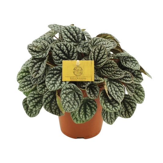 Peperomia Burbella - Ø15cm - ↕25cm - Pflanzfix24