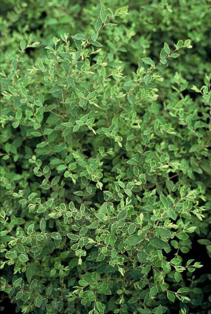 20x Symphoricarpos ch. 'Hancock' - pflanzfix24