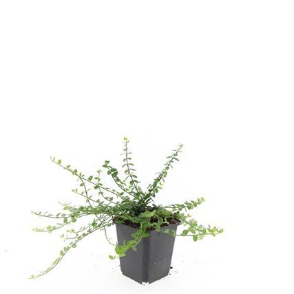 24x Euonymus fort. 'Minimus' - Pflanzfix24