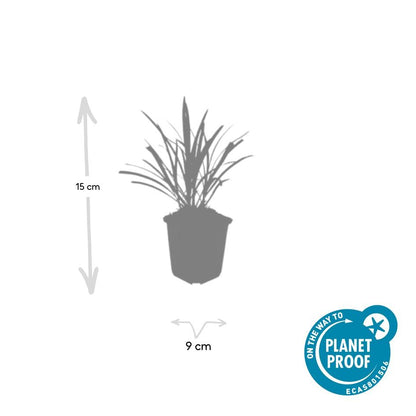 12x Liriope muscari 'Ingwersen' Bodendecker 10-25cm – Pflanzfix24.de - Pflanzfix24.de