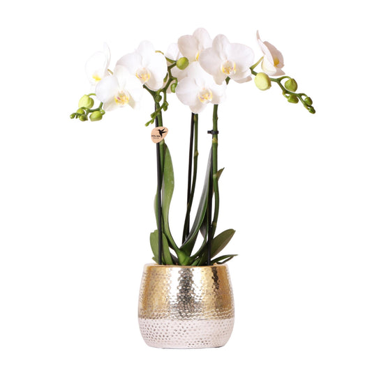 Phalaenopsis Orchidee Weiß mit Goldtopf – Pflanzfix24.de - Pflanzfix24.de
