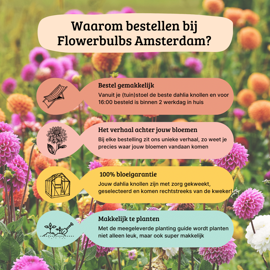 Flowerbulbs Amsterdam - Dahlie Blue Bell, Große Breite Blütenblätter