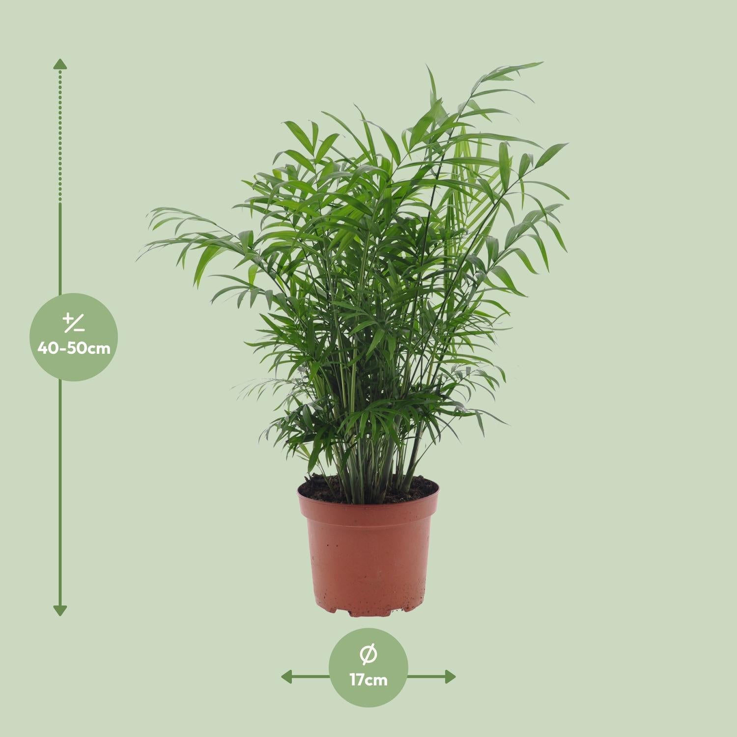 Chamaedorea Elegans - Ø17cm - ↕50cm - Pflanzfix24.de - Pflanzfix24.de