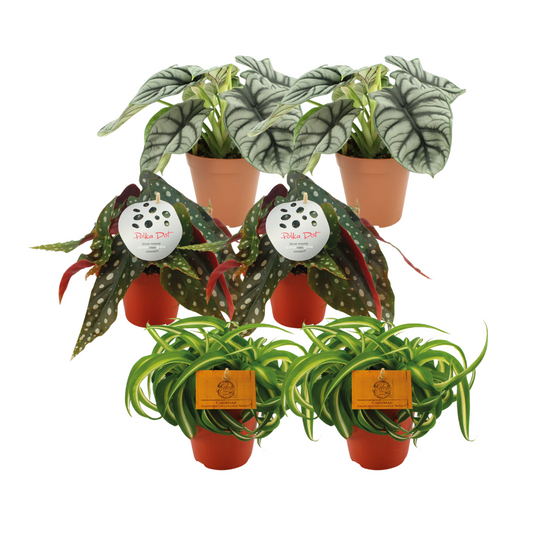 Pflanzfix24 - 2x Alocasia Silver Dragon + 2x Begonia Maculata + 2x Chlorophytum Bonnie - 6 Stück - Ø12 - ↕20-45