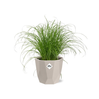 Cyperus Alternifolius Zumula Zonder Etiket in ELHO b.for rock 14 cm warm grey - Pflanzfix24