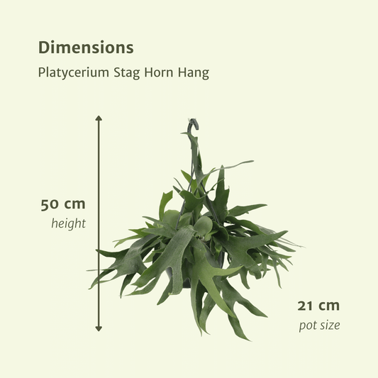 Platycerium Hertshoorn Geweihfarn Hängend Ø21cm – Pflanzfix24.de - Pflanzfix24.de