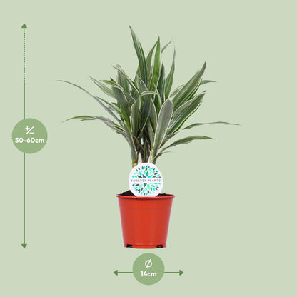 Dracaena Warneckei - Ø14cm - ↕55cm - Pflanzfix24