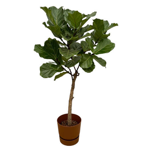 Ficus Lyrata stam inclusief elho Greenville Round bruin - 160 cm - Ø30 - Pflanzfix24