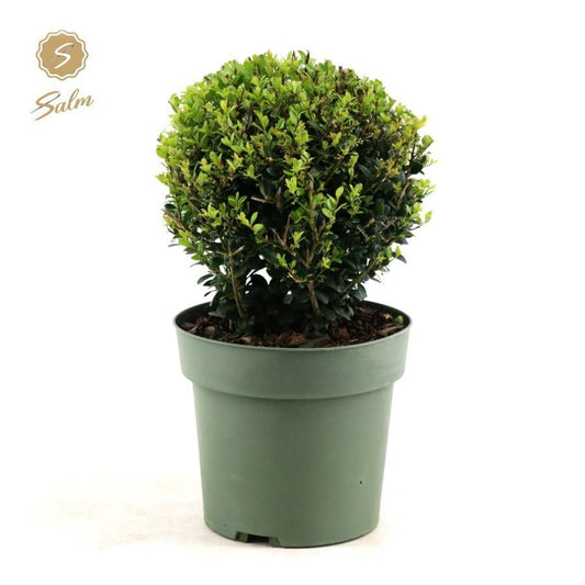 Ilex Crenata 'Jenny'® Ball Ø20cm P17 (+Sticker) - Pflanzfix24