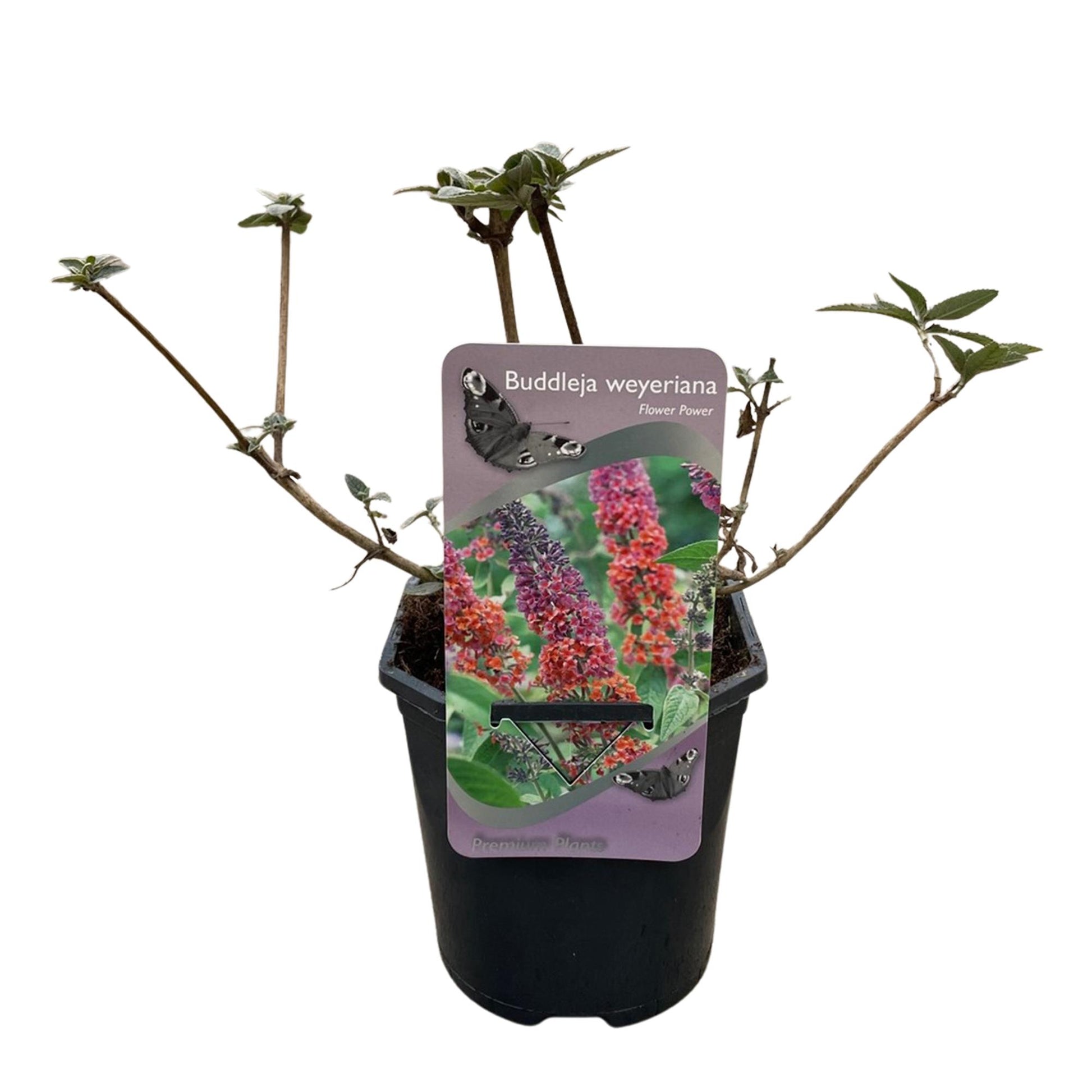 Pflanzfix24.de - Schmetterlingsstrauch - Buddleja davidii Flower Power - Blüte Orange Lila - 1 Pflanze - Laubabwerfend - Schmetterling anziehend - Topf 17cm Höhe 30cm - Pflanzfix24.de