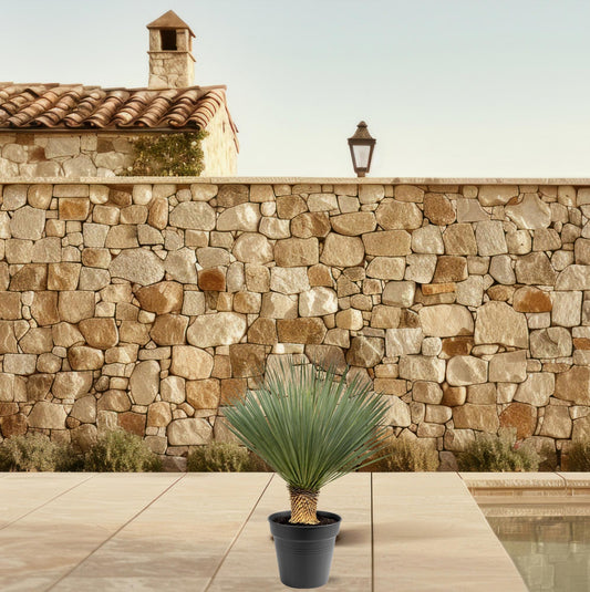 Yucca Rostrata 80–100 cm Ø38 Topf – Pflanzfix24.de - Pflanzfix24.de