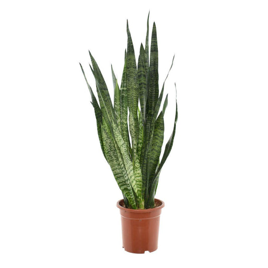 Sansevieria Zeylanica - Ø24cm - ↕110cm - Pflanzfix24