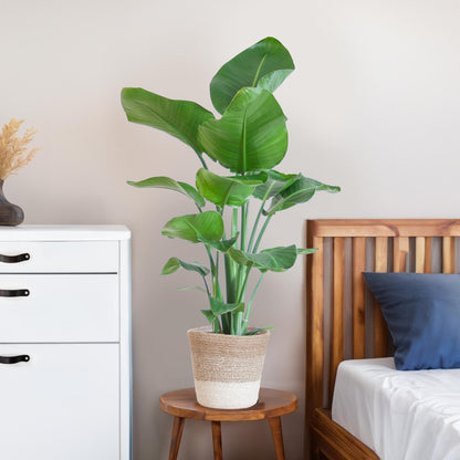 Strelitzia Nicolai 80 cm Ø19 mit Lissabon Korb weiß | Pflanzfix24.de - Pflanzfix24.de
